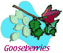 Edible landscaping with gooseberries