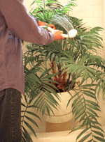 Cleaning houseplant