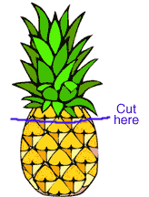 pineapple houseplant