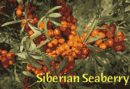 Edible landscaping with Sea Berries