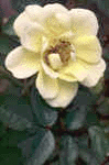 Soft rose