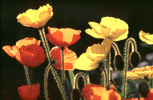 Poppies in the organic garden