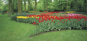 bulbs, naturalize, naturalizing, tulips, daffodils