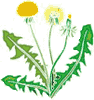 dandelion weed