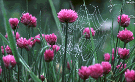 Chives for edible landscapes