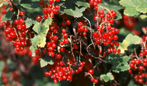 Edible landscaping with currants