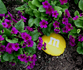 primrose flowers in Alaska