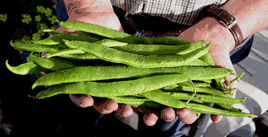 beans, organic, runner