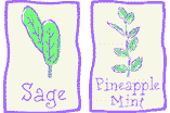sage and pineapple mint herbs