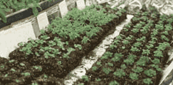 Seedlings grown in soil cubes