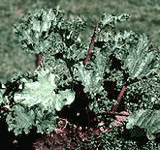 Victoria rhubarb